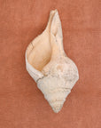 Large seashell on a cotton textured chunky bath mat in clay by kobn