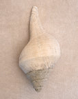 Large shell on ecru coloured chunky weave cotton bathmat by Kobn