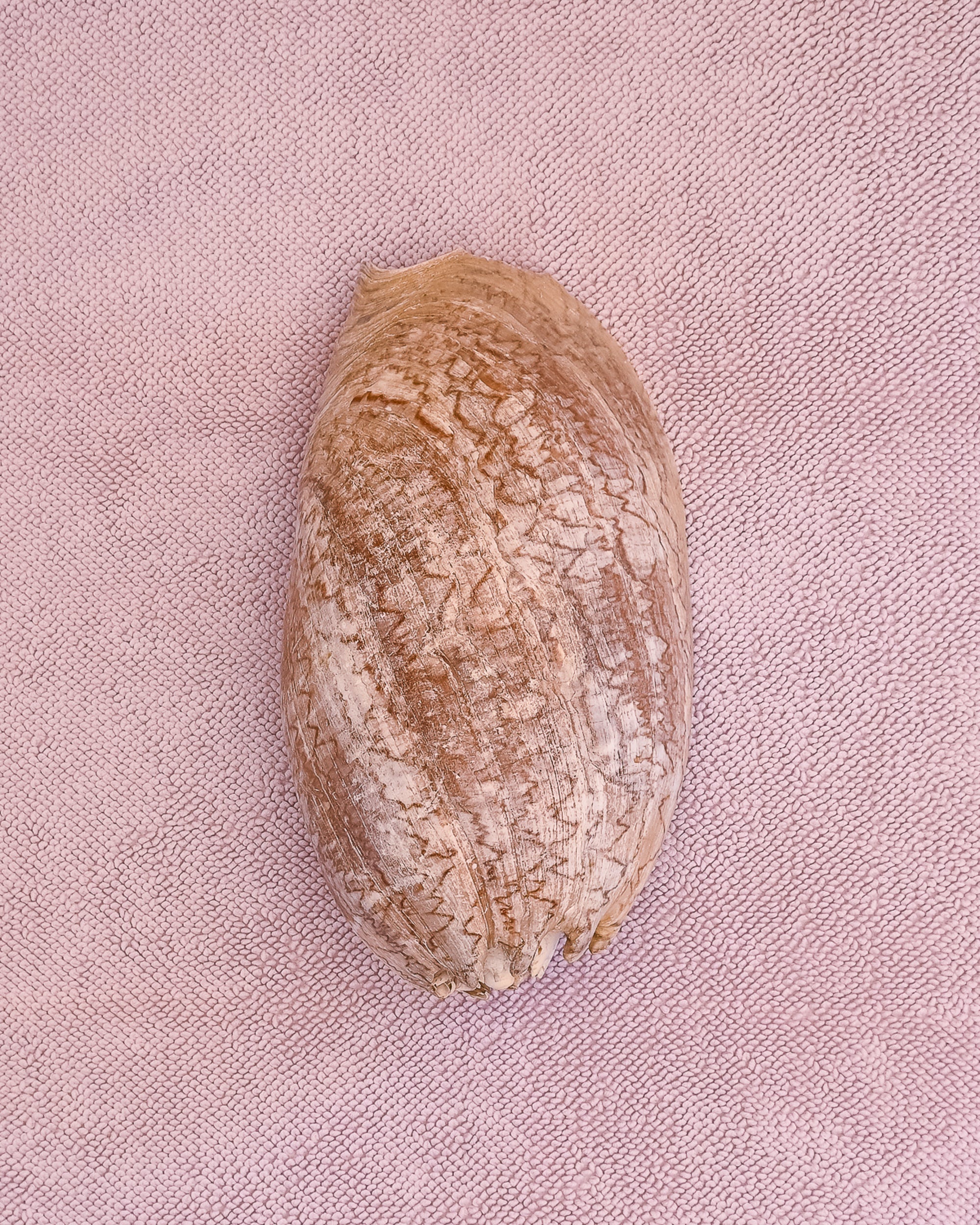 Fossilized shell on a lilac chunky weave cotton bathmat by kobn
