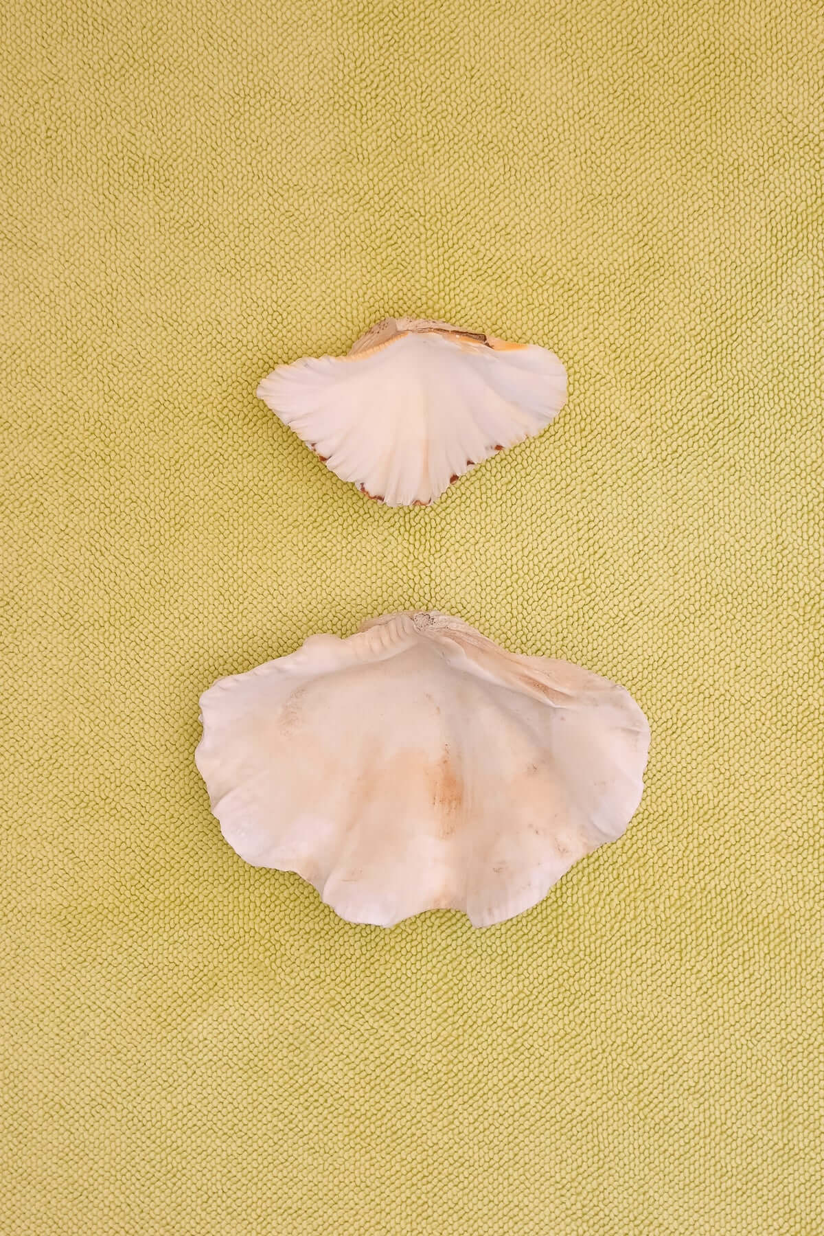 Two  clam shells on a citrus coloured chunky weave cotton bath mat by kobn