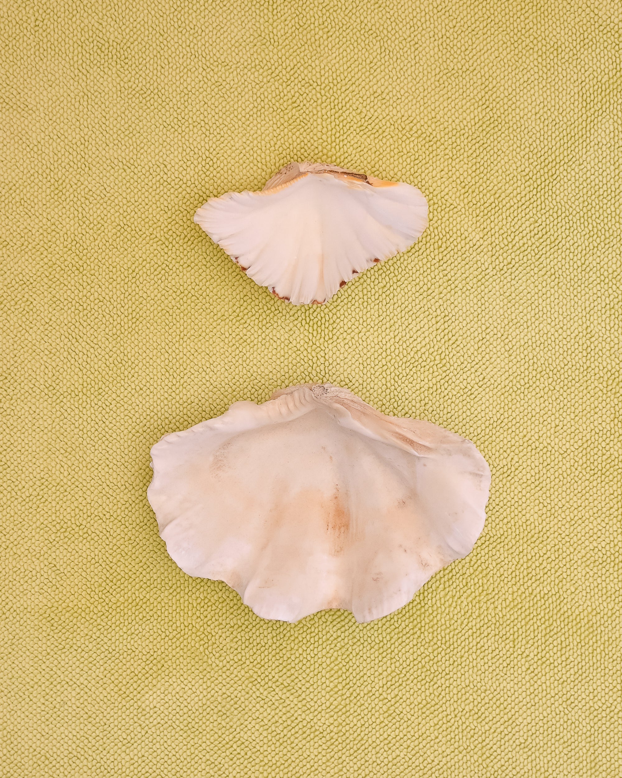 Two  clam shells on a citrus coloured chunky weave cotton bath mat by kobn