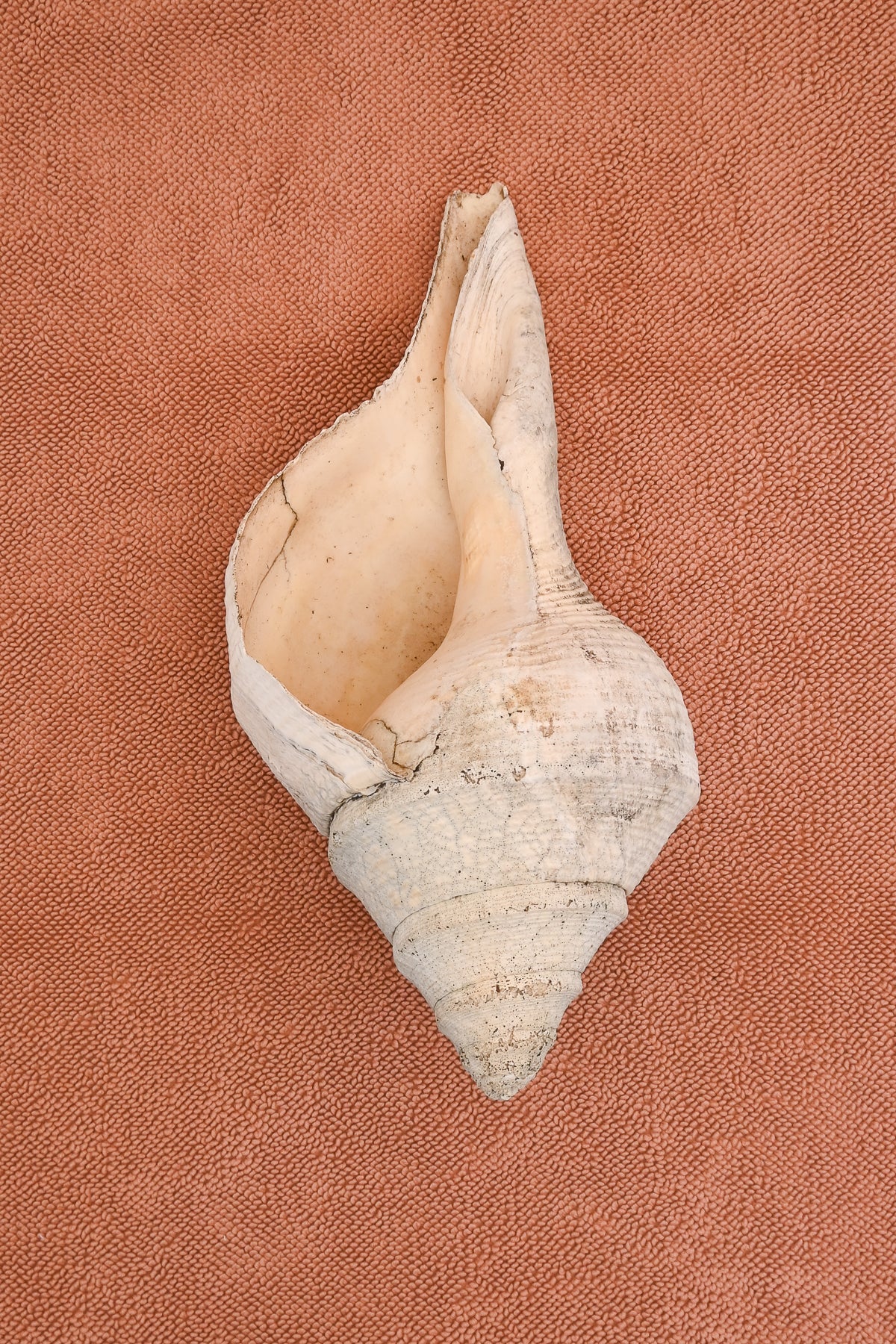 Large seashell on a cotton textured chunky bath mat in  clay by kobn