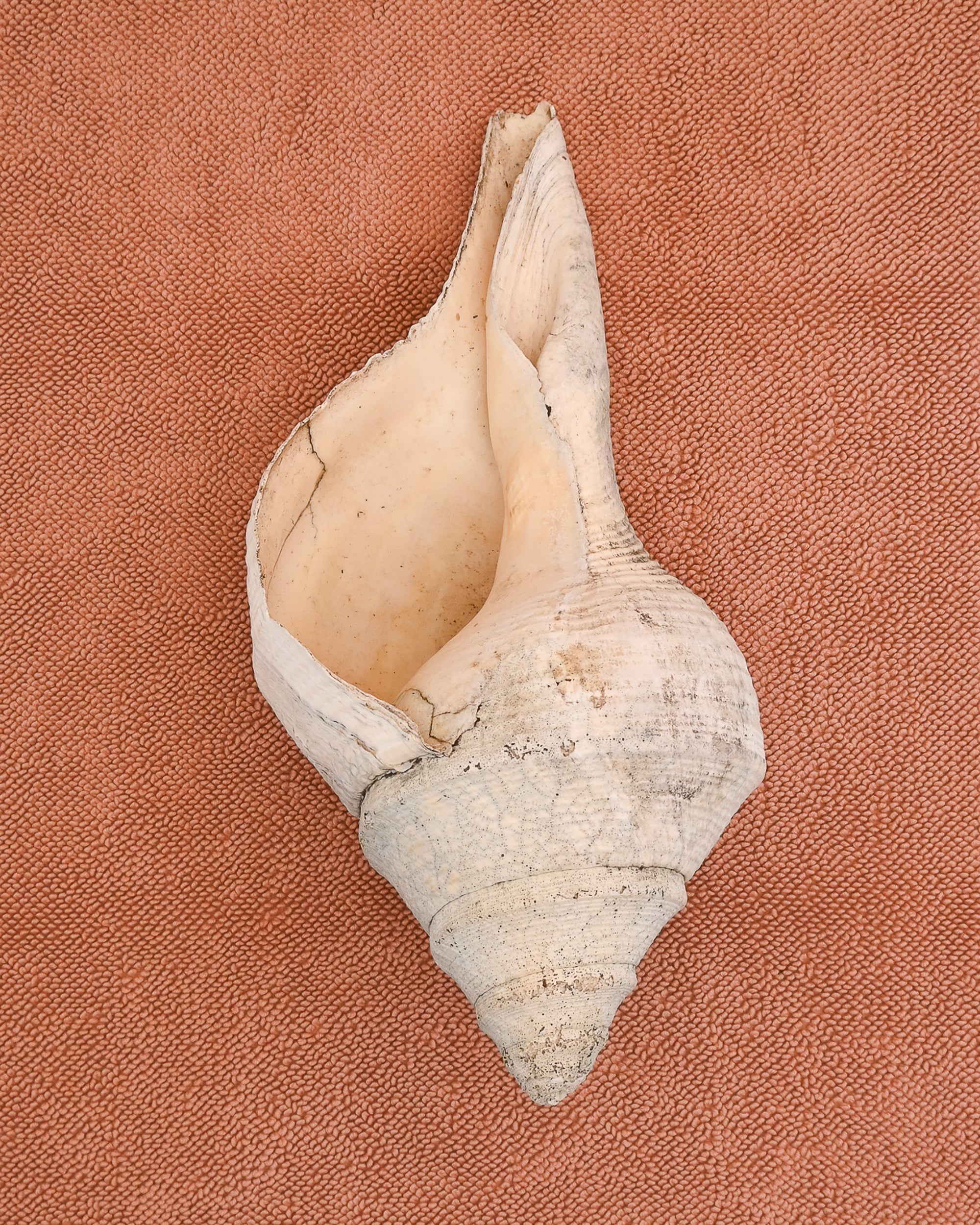 Large seashell on a cotton textured chunky bath mat in  clay by kobn