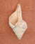 Large seashell on a cotton textured chunky bath mat in  clay by kobn