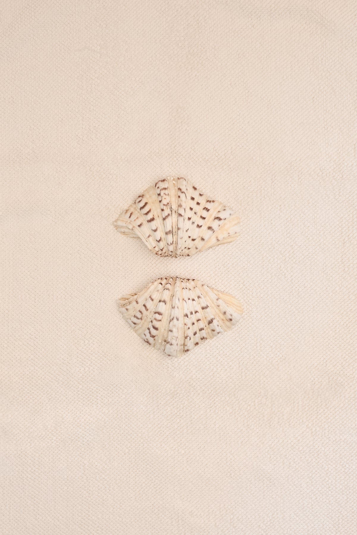 Two clam shells on a Crema textured cotton bath mat 
