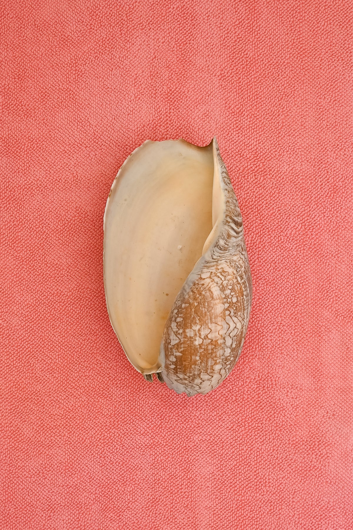 Large shell on chunky cotton textured bath mat in Hot Pink by kobn