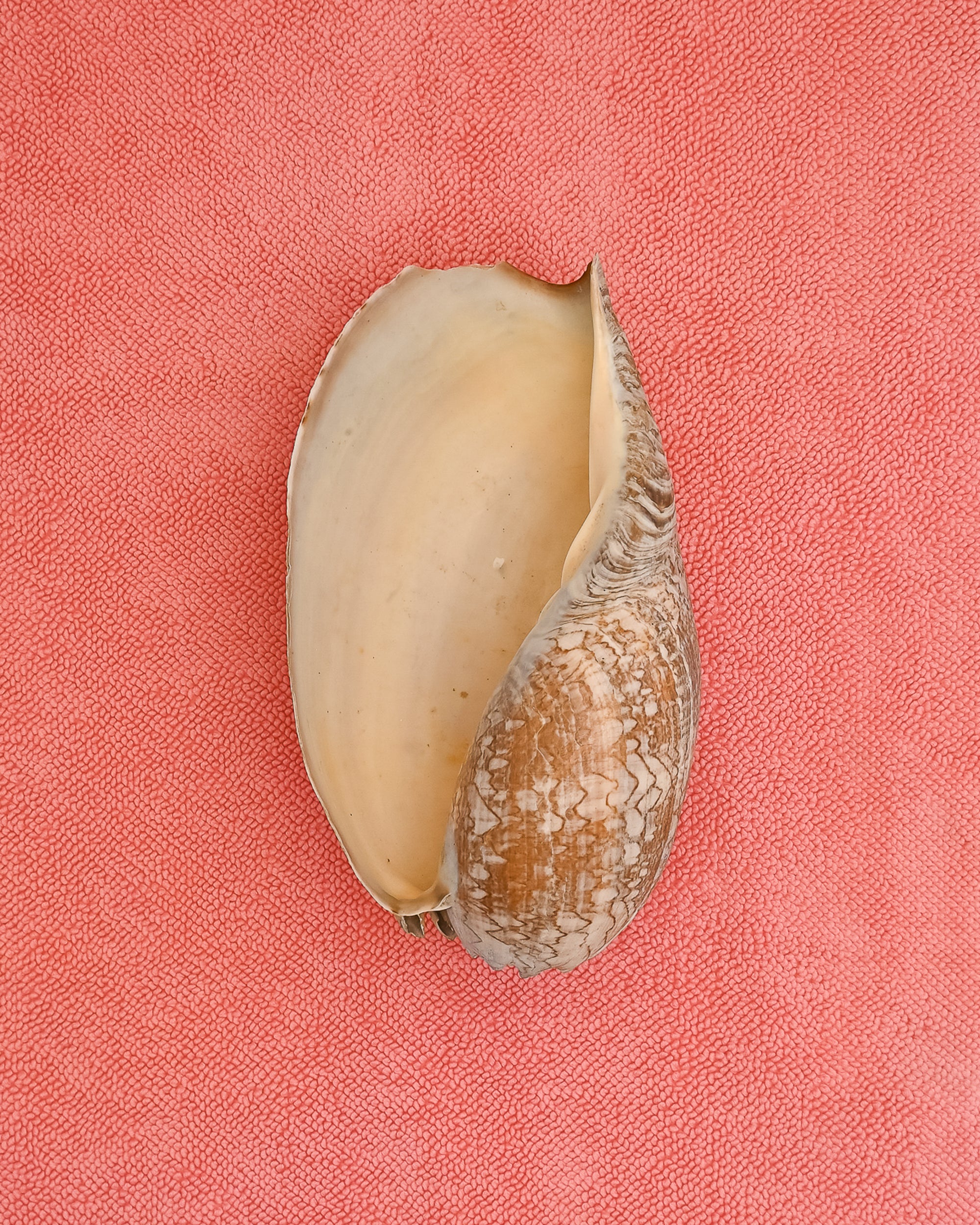 Large shell on chunky cotton textured bath mat in Hot Pink by kobn