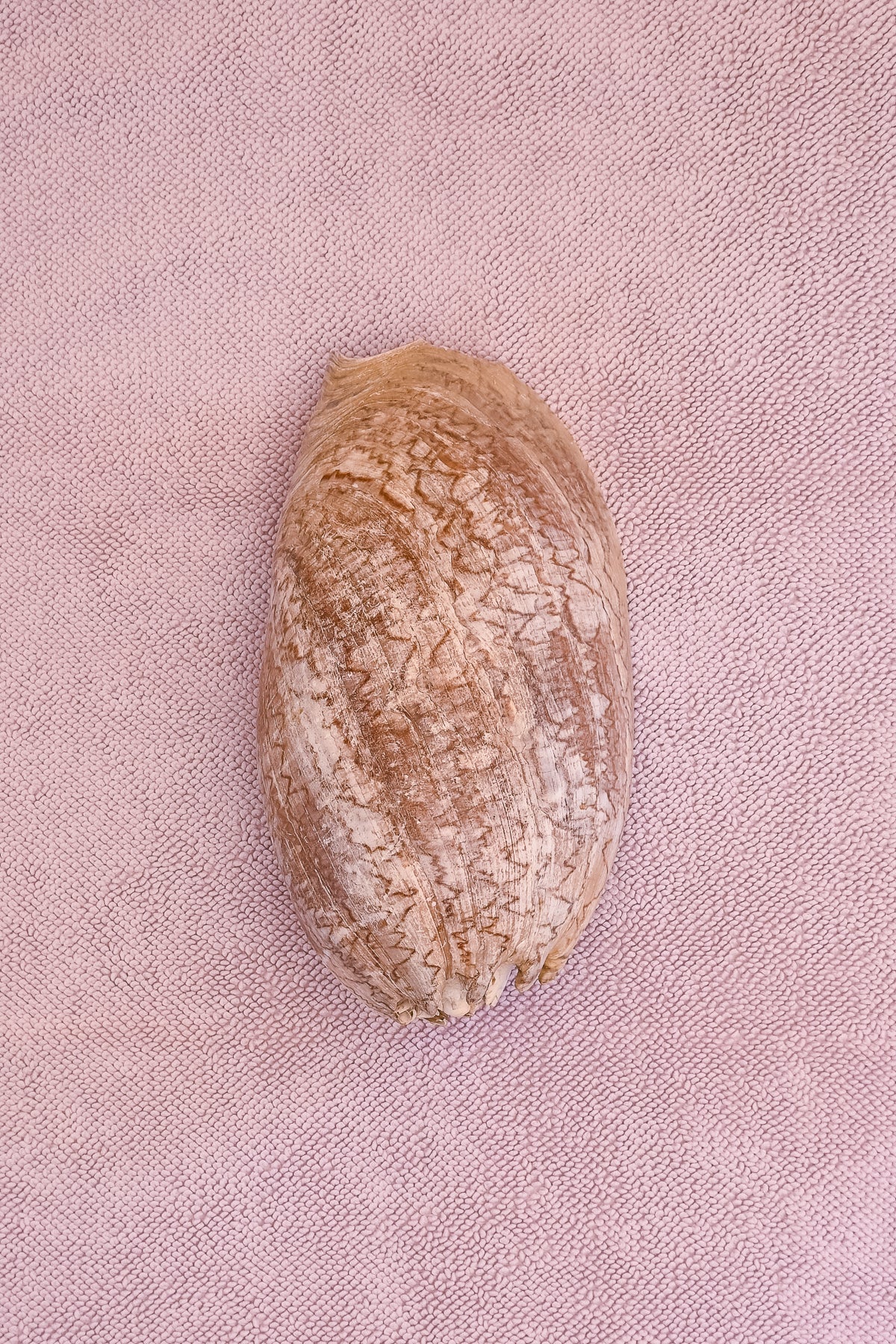 Fossilized shell on a lilac chunky weave cotton bathmat by kobn 