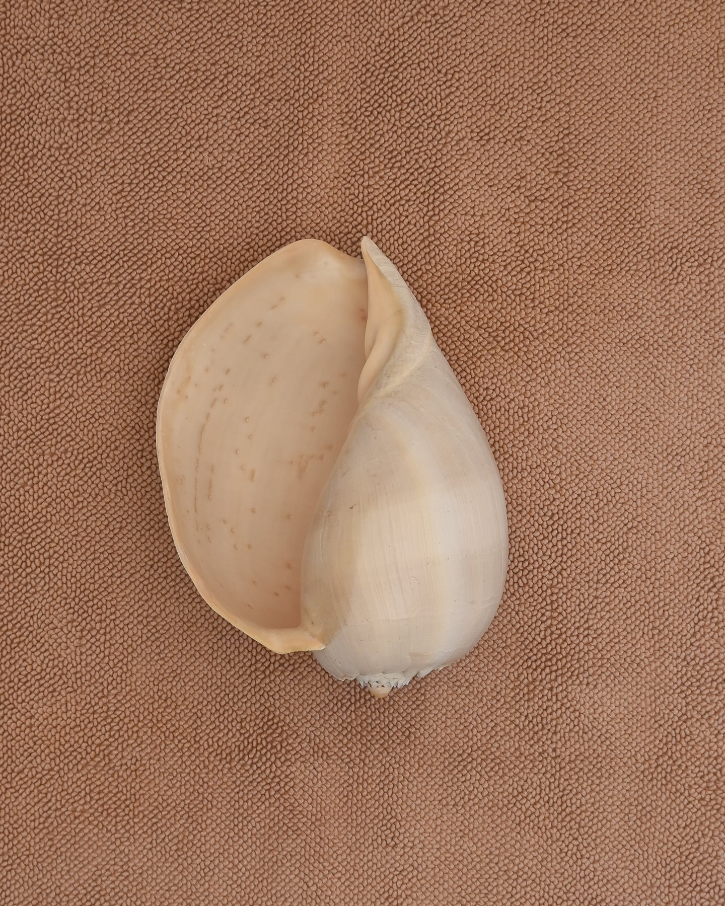 Large shell on a nougat chunky weave cotton bathmat by Købn