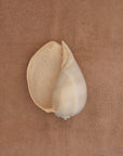 Large shell on a nougat chunky weave cotton bathmat by Købn