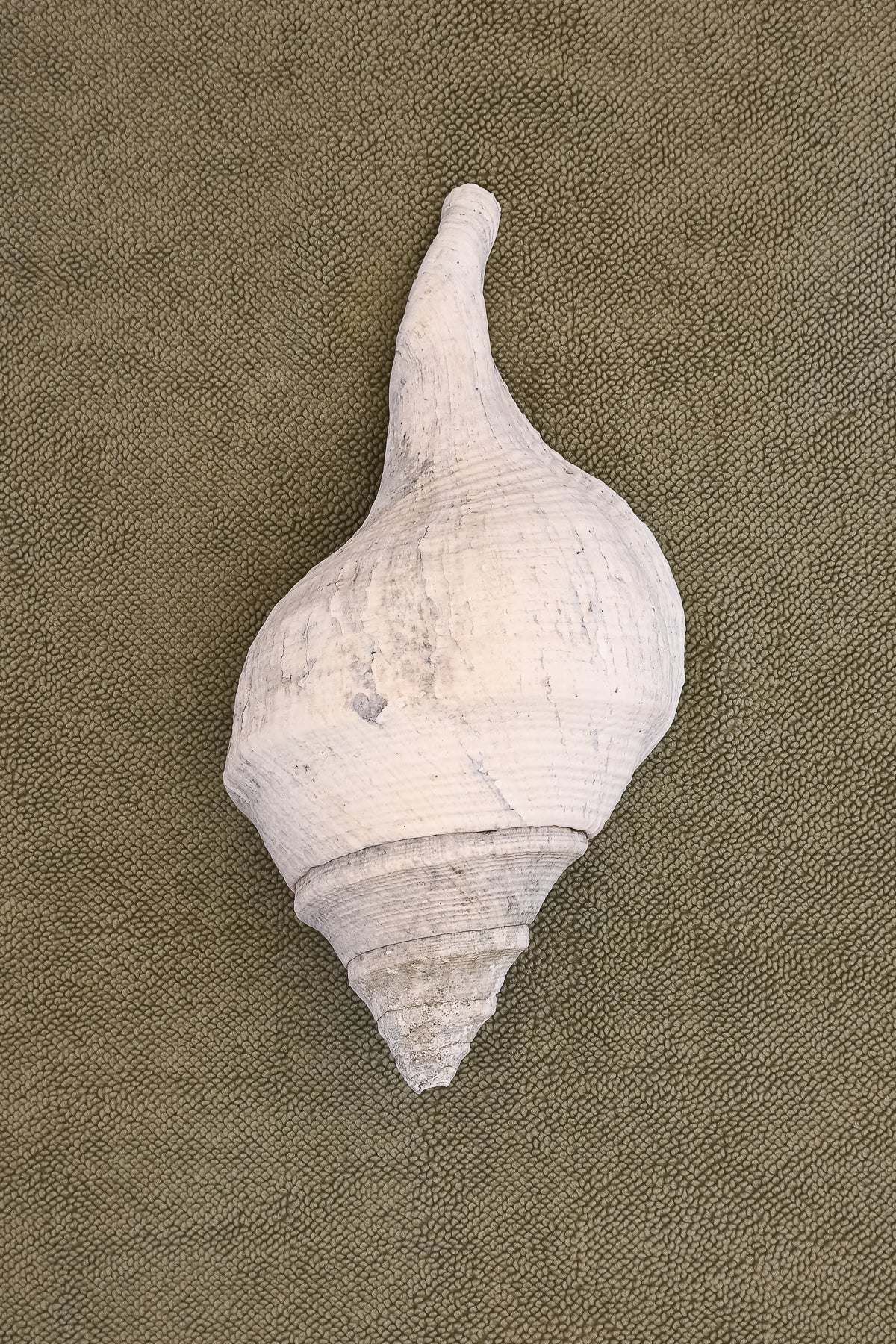 Large White conical shell on an Olive chunky cotton bathmat by Kobn 