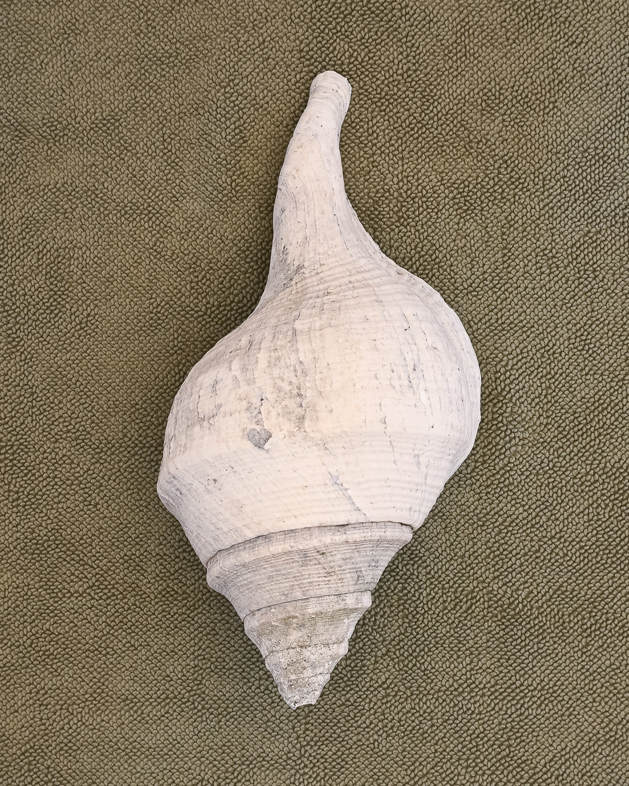 Large White conical shell on an Olive chunky cotton bathmat by Kobn 
