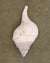 Large White conical shell on an Olive chunky cotton bathmat by Kobn 
