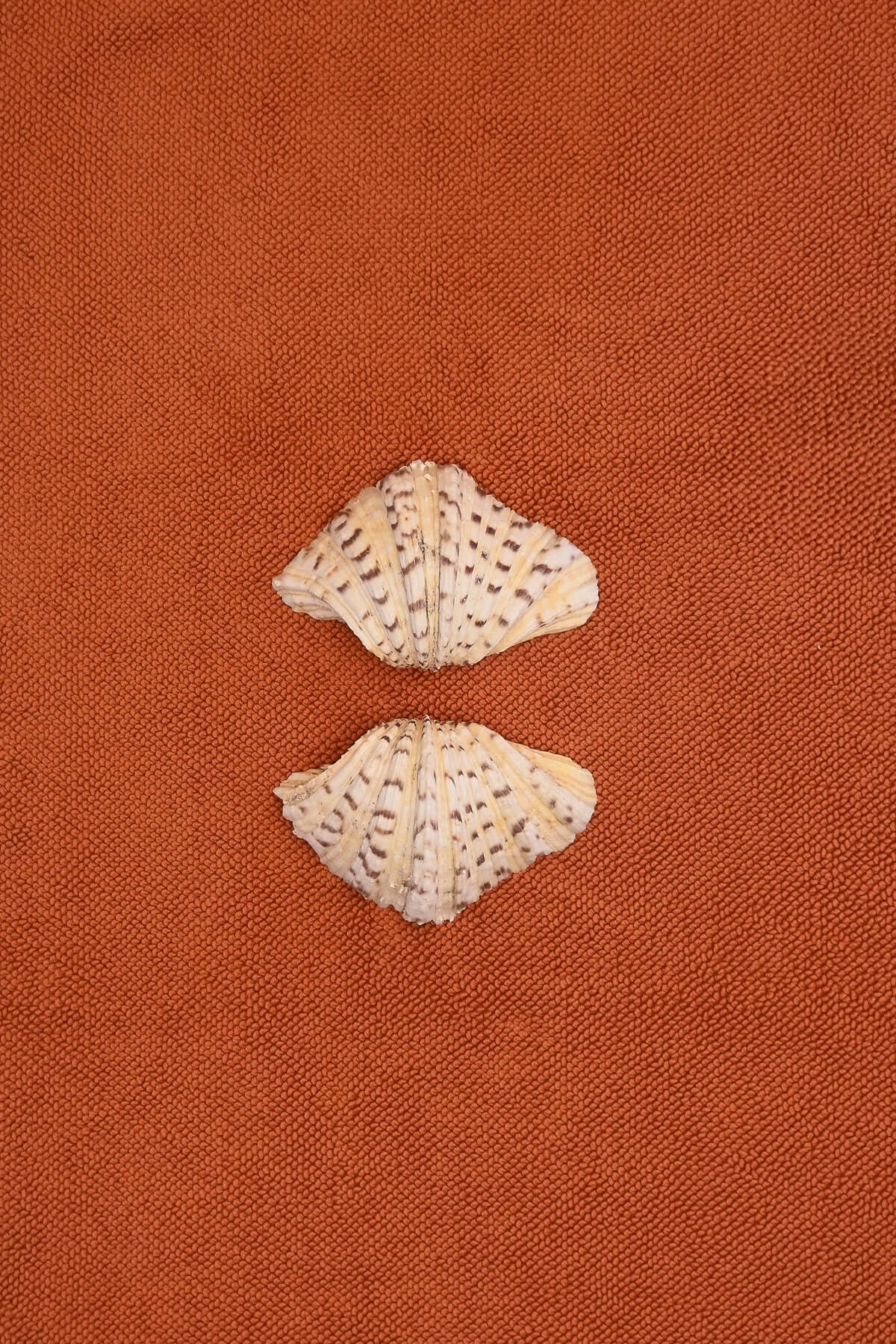 Clam shell pair on a textured cotton bath mat in Tamarillo colour by Kobn