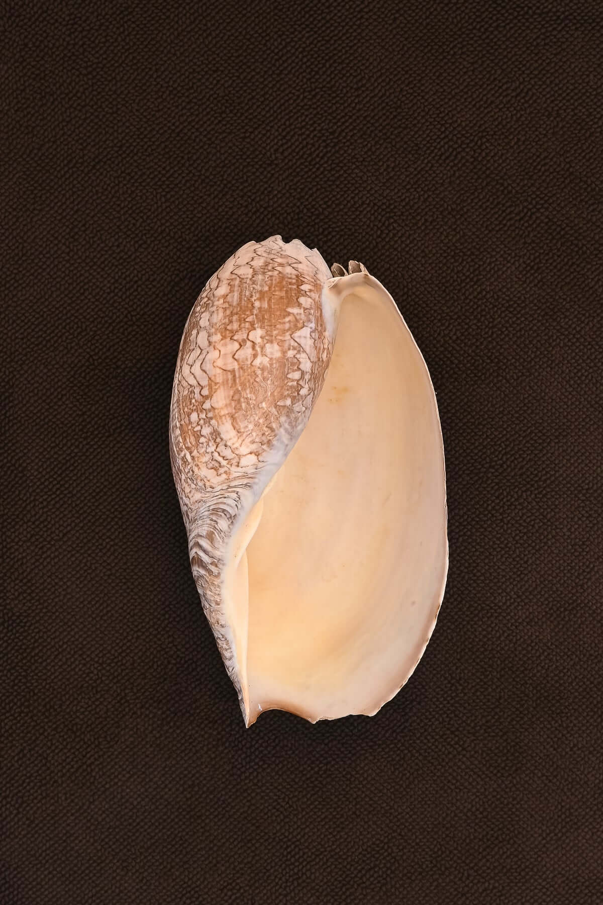 Kobn chunky cotton bathmat in Umber colour with a large shell on top