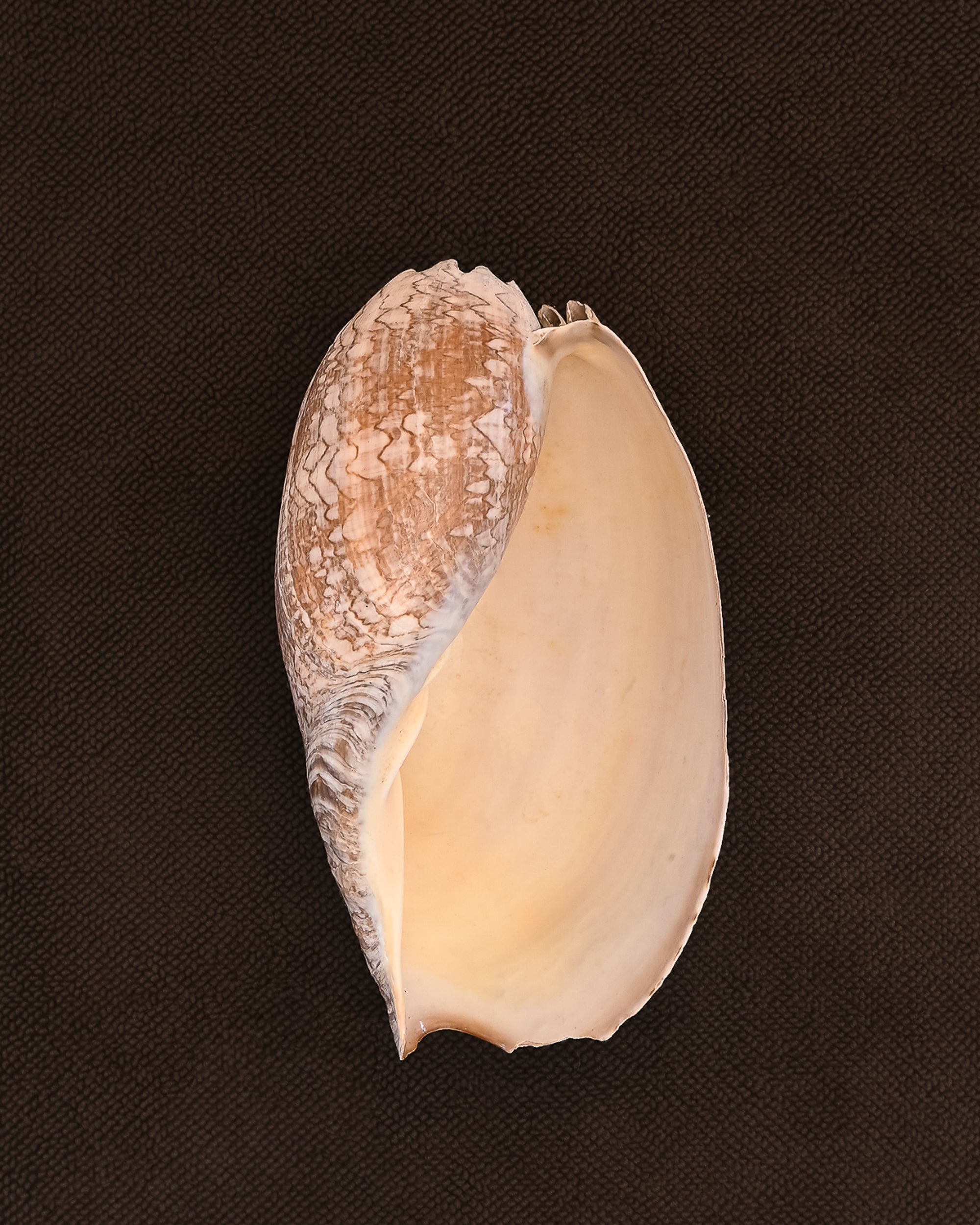 Kobn chunky cotton bathmat in Umber colour with a large shell on top