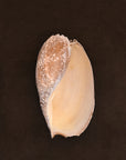 Kobn chunky cotton bathmat in Umber colour with a large shell on top