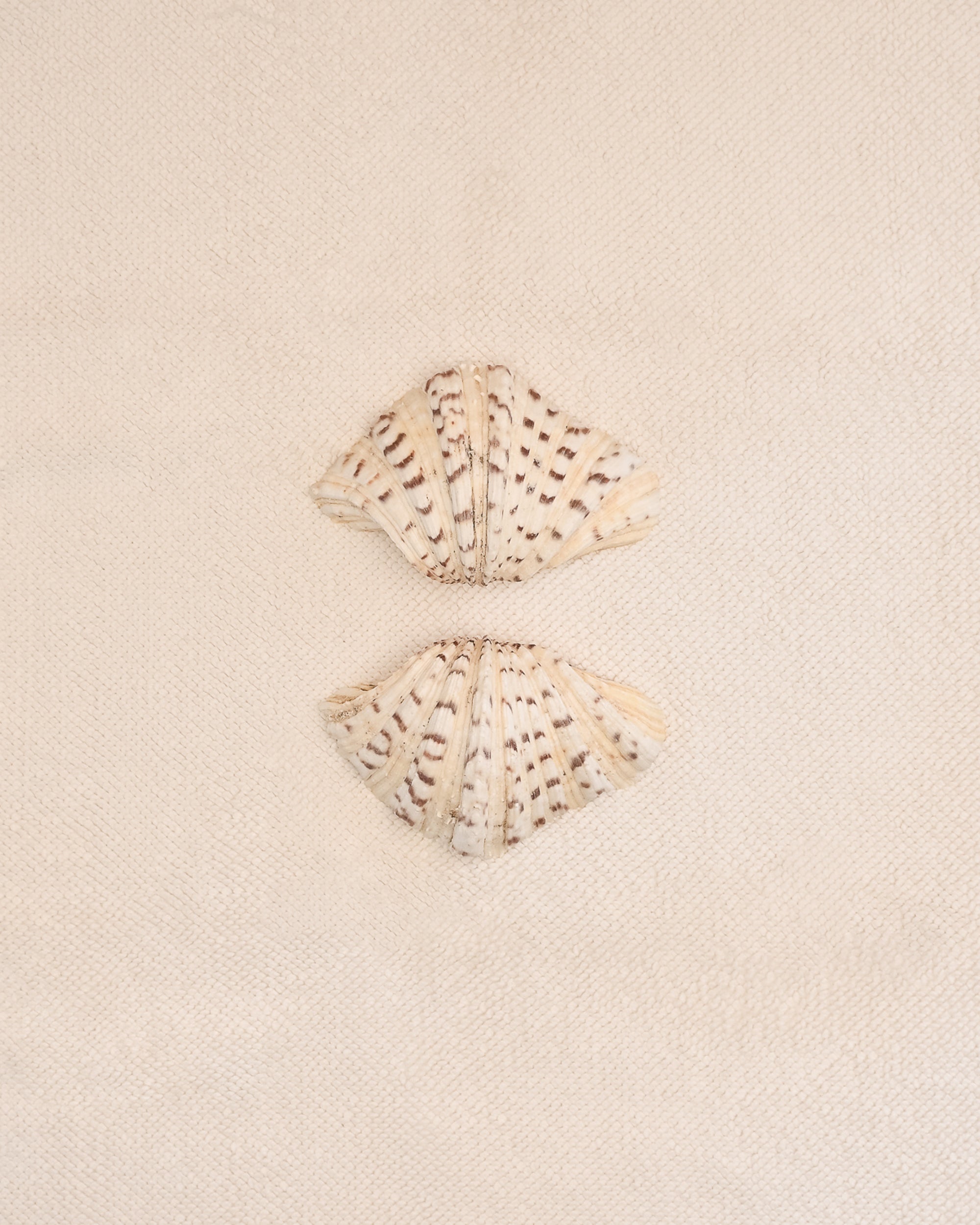 Two clam shells on a Crema textured cotton bath mat 