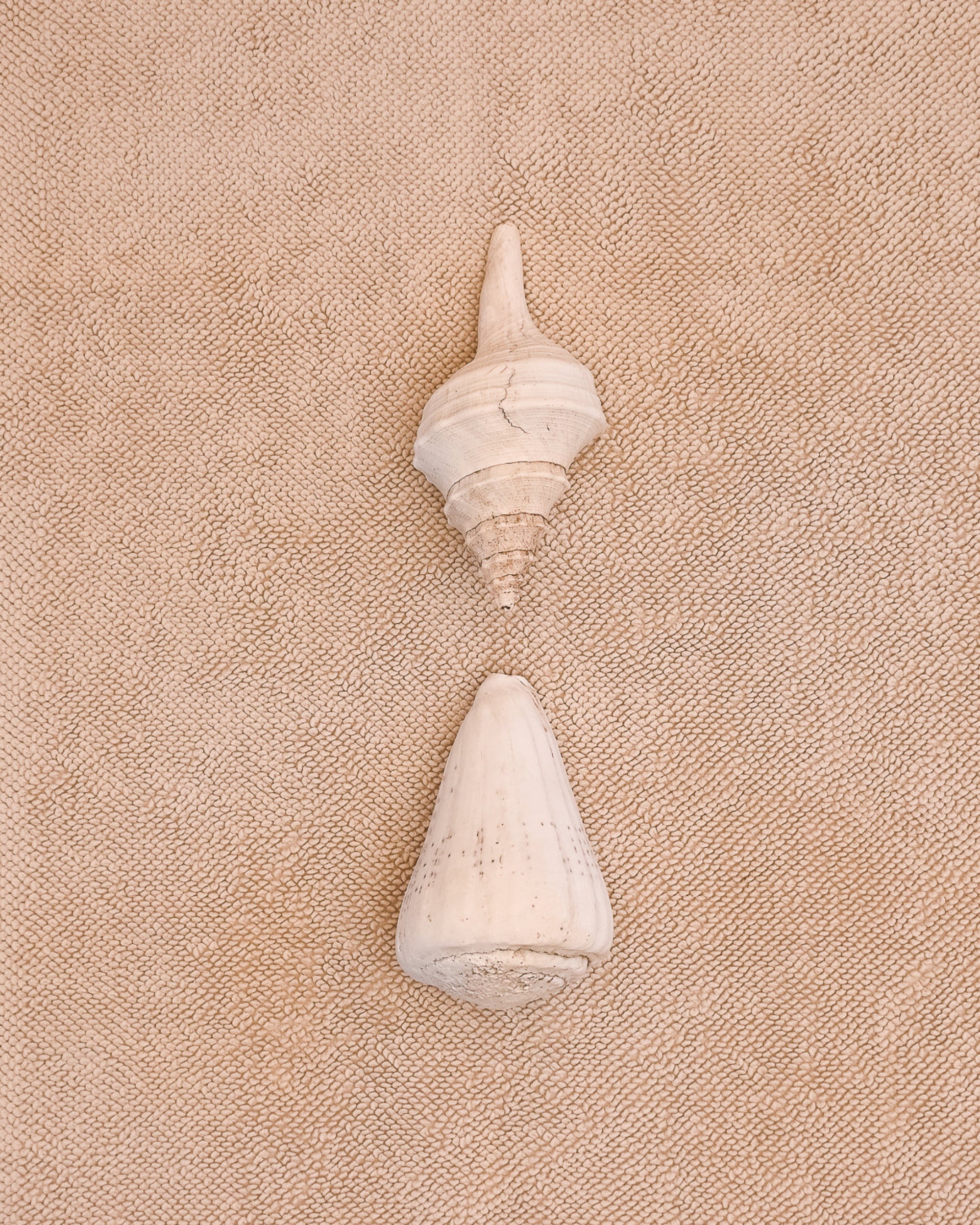 Chunky textured cotton bathmat in sand colour with two shells on top. 